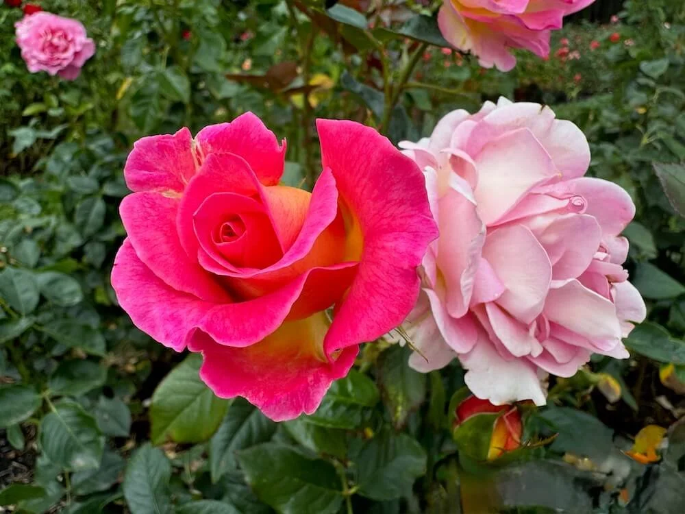 Rosa 'Betty Prior' (Betty Prior Floribunda Rose) — Northwest Blooms